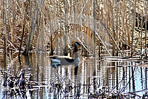 Canada Goose floating on water in marshland.