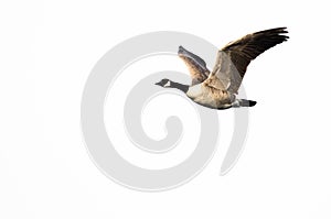 Canada Goose Flying Against a White Background