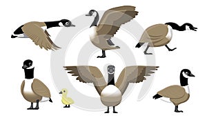 Canada Goose Flying Cartoon Vector Illustration