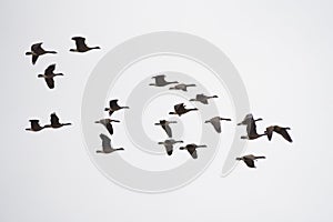 Canada goose flying at lakeside photo