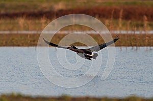 Canada Goose flying low over the water of a lake