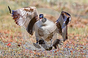 Canada goose flying with mouth open looking like an angry soccer mom on the sidelines