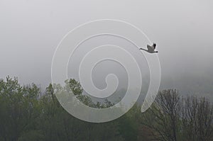 Canada Goose Flying Over the Fog