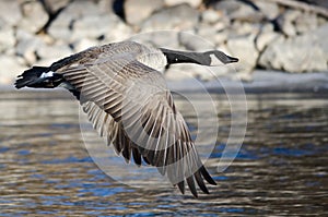 Canada Goose Flying Over the Frozen Winter River