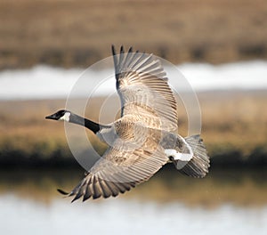 Canada Goose Flying Over Wetlands