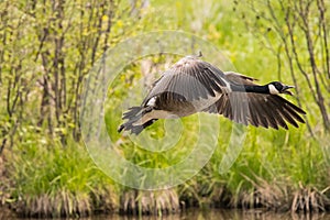 Canada Goose flying solo