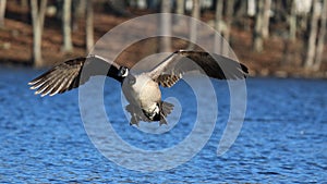 Canada Goose Flying in to Land on a Blue Lake  in Winter