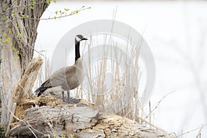 Canada Goose in the fog at Exner Marsh Nature Preserve, Illinois USA