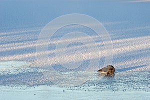 A Canada goose on a frozen lake