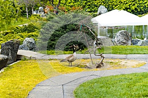 Canada goose in the garden