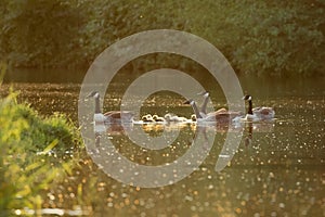 Canada goose geese family Branta canadensis with goslings