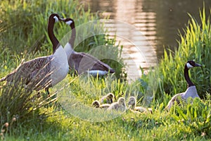 Canada goose geese family Branta canadensis with goslings