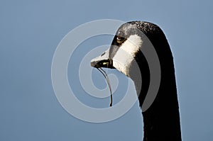 Canada Goose Glancing Upward With Food Dangling From Its Mouth