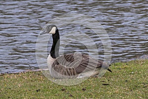 Canada goose, goose sitting on a meadow on the shore of a lake