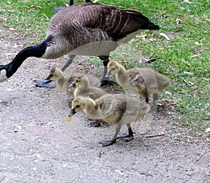 Canada goose gosling babies eating