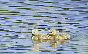 Canada Goose gosling babies swimming, Georgia USA