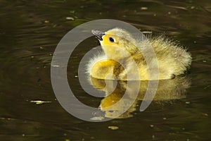 Canada Goose Gosling Duckling