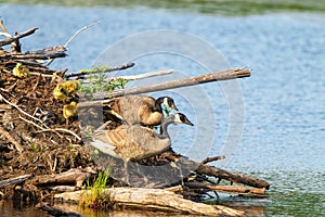 Canada Goose and Gosling Photo. On nest with newly hatched goslings. Goose Photo and Image