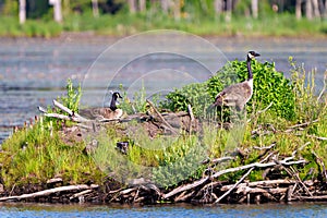 Canada Goose and Gosling Photo and Image. On nest with newly hatched goslings. Goose Photo and Image