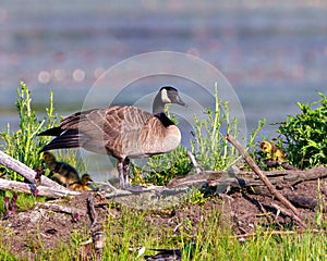 Canada Goose and Gosling Photo and Image. On nest with newly hatched goslings. Goose Photo and Image