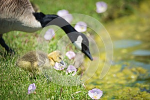 Canada goose gosling in pink spring flowers