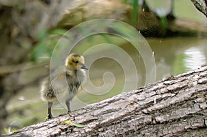 Canada Goose gosling standing on a log near the water