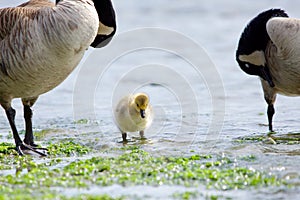 Canada goose gosling stands in shallows of Cadboro Bay between its parents photo