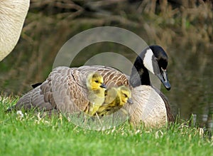 Canada Goose with Gosling Under Her Wing