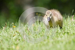 Canada goose gosling walking and eating