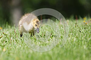 Canada goose gosling walking on the grass