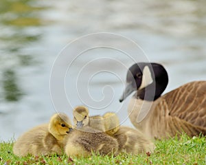 Canada Goose Goslings