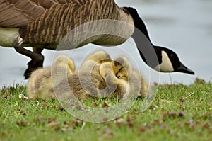 Canada Goose Goslings