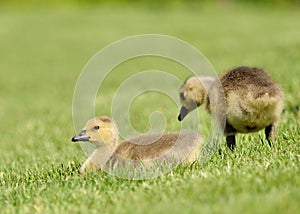 Canada Goose Goslings