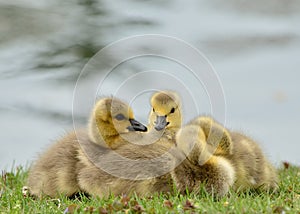 Canada Goose Goslings photo