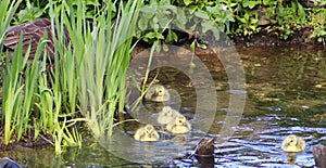 Canada Goose Goslings