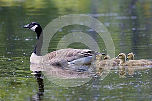 Canada Goose with Goslings  700462