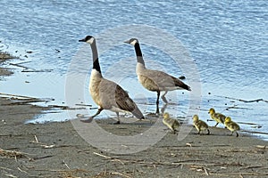 Canada Goose and Goslings