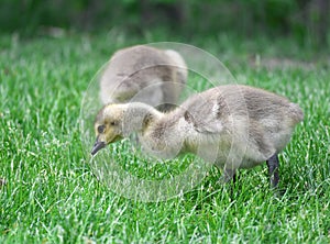 Canada goose goslings eating on the green meadow