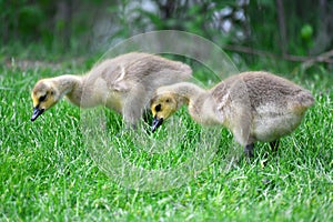 Canada goose goslings eating on the green meadow