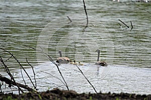 Canada Goose and Goslings photo