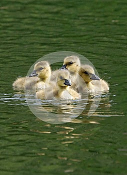 Canada Goose Goslings photo