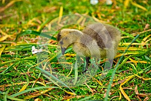 Canada goose goslings