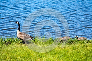 Canada Goose and goslings
