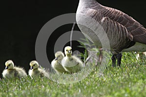 Canada Goose Goslings n Redden State Forest