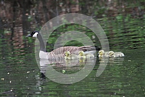 Canada Goose with Goslings in Redden State Forest