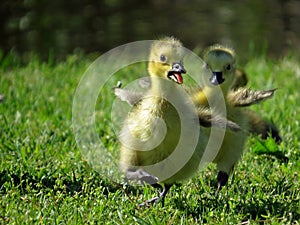 Canada Goose Goslings Running in the Grass