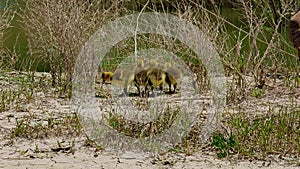 Canada goose with goslings on shore next to waterway eating grass