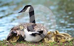 Canada goose goslings snuggling with mother