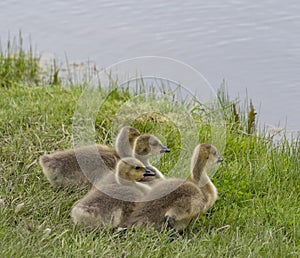 Canada Goose Goslings