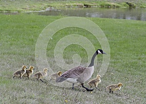 Canada Goose Goslings